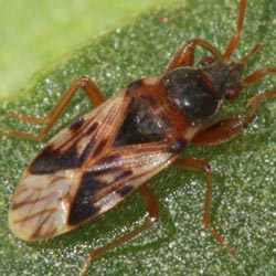 Scolopostethus affinis